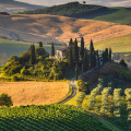 Exploring the World of Wine: A Wine Expert's Perspective